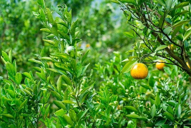 Fresh tangerine orange on tree