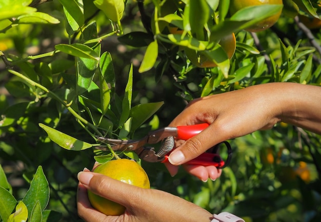 Foto mandarini freschi del giardino