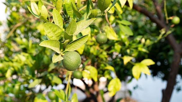 Fresh tangerines on tree branch