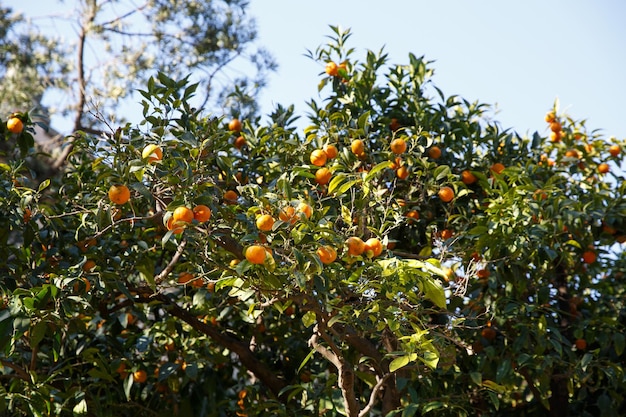 Fresh tangerines on tree branches