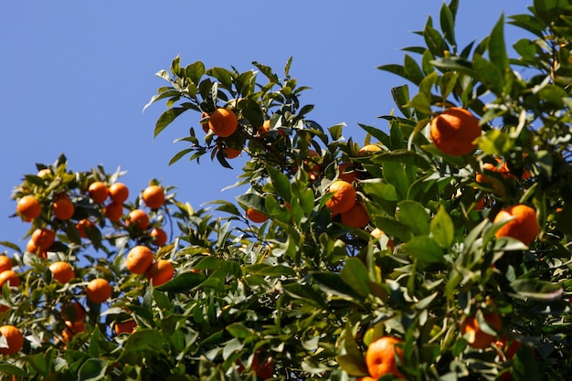 Fresh tangerines on tree branches