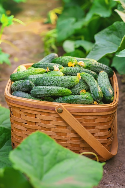 Fresh and tasty cucumbers in a basket