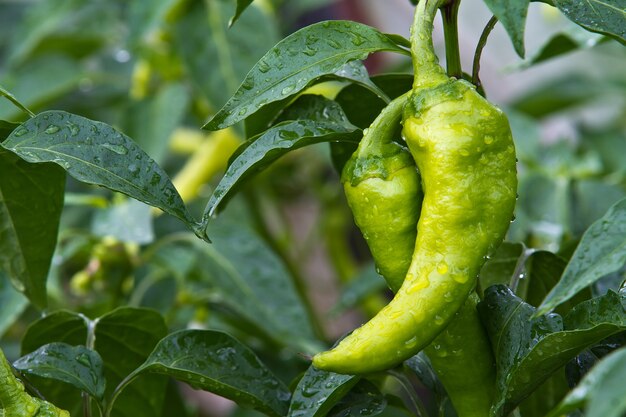 Fresh and tasty green pepper paprika grown in home garden. Full of vitamins and taste.