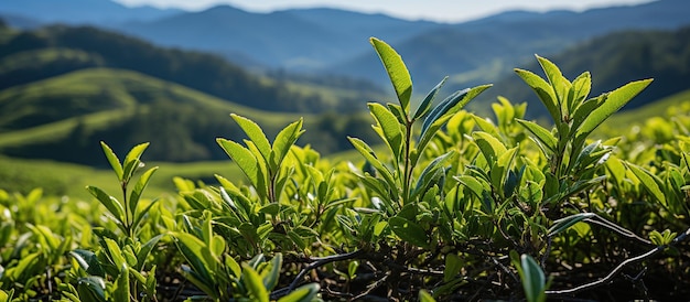 Photo fresh tea bud and leaves in tea plantations