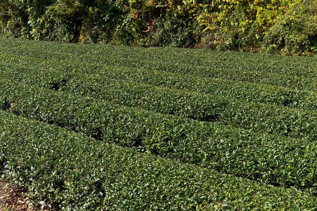 新茶農園