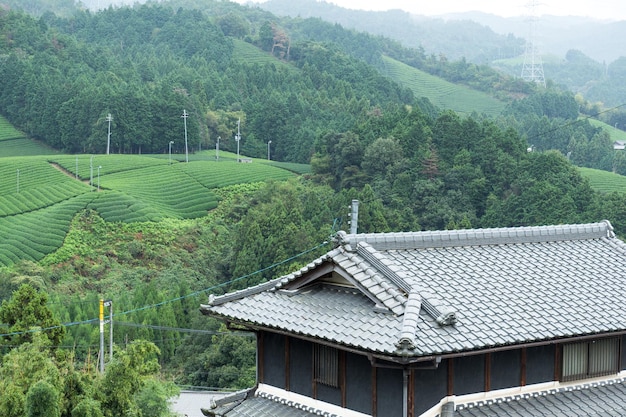 新茶畑と日本家屋