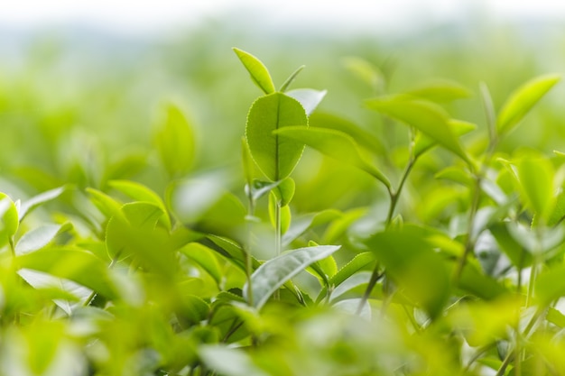 茶園の朝の新鮮な茶葉