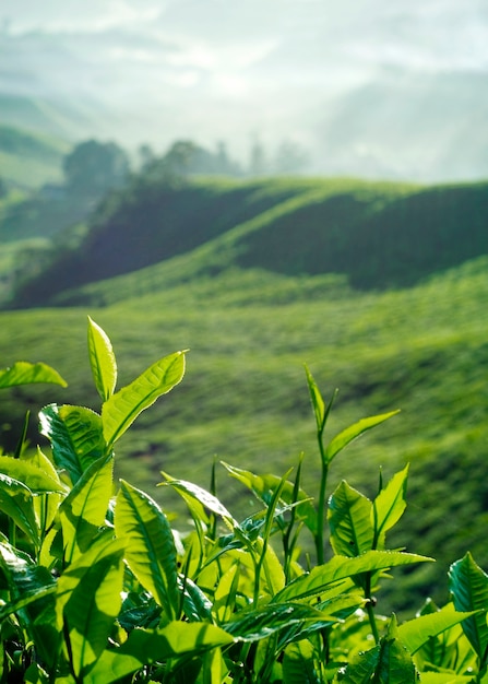 Photo fresh tea leaves at a plantation in malaysia