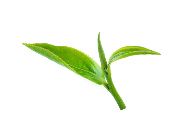 Fresh tea leaves on a white background