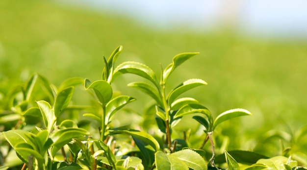 Fresh tea leaves