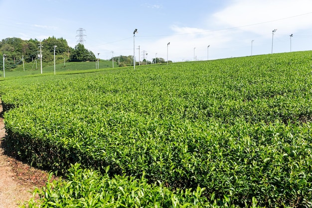 Fresh tea plantation