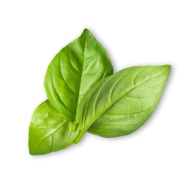 Fresh three green basil leaves isolated on white background