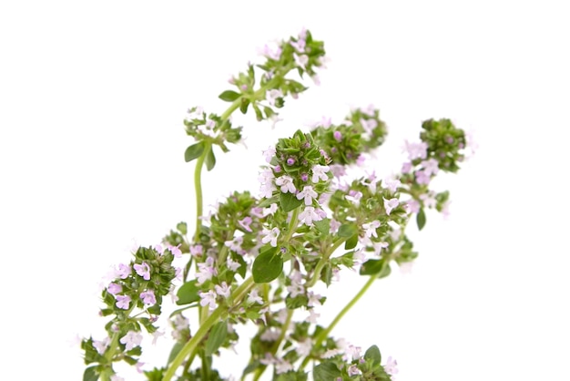 Fresh thyme herb isolated on white background