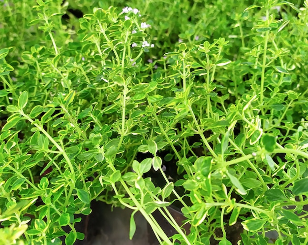 Fresh thyme herb leaves in pots in the home garden.