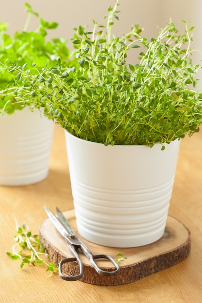 Fresh thyme herb in white pot