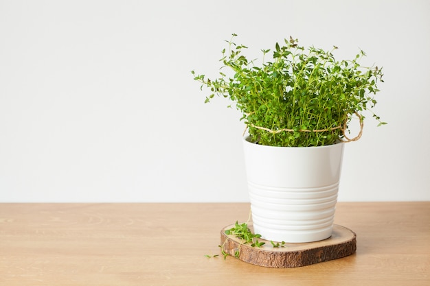 Fresh thyme herb in white pot