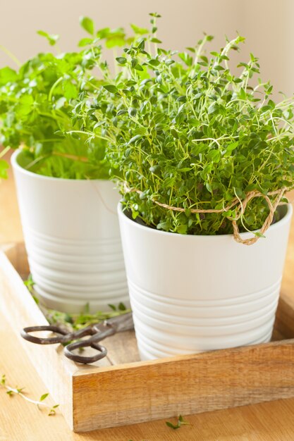 Fresh thyme herb in white pot