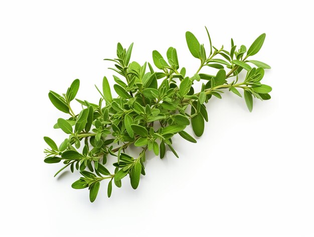 Photo fresh thyme leaves highquality on white background