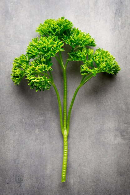 Fresh tied parsley on gray surface.