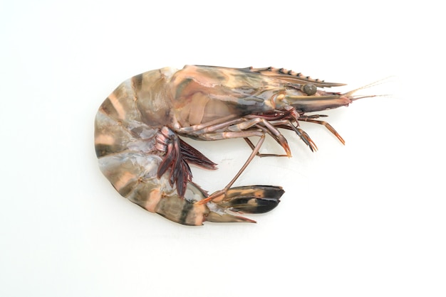 fresh tiger prawn or shrimp isolated on white