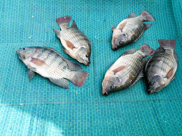 Pesci freschi di tilapia al mercato locale tailandia