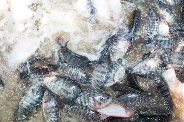 Fresh Tilapia and red tilapia in water Farmfish in the cage fish farming in Thailand