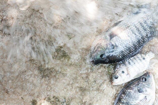 Fresh tilapia in water farmfish in the cage fish farming in\
thailand