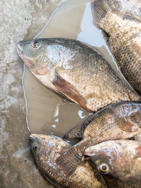 The fresh tilapia with the mud in the metal bucket which they caught from the pond