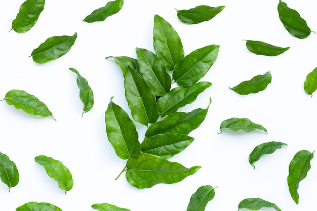 Fresh tiliacora triandra green leaves on white