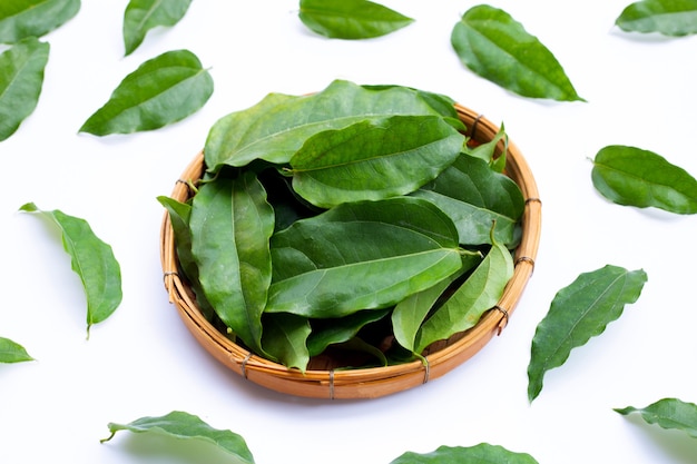 Fresh tiliacora triandra green leaves