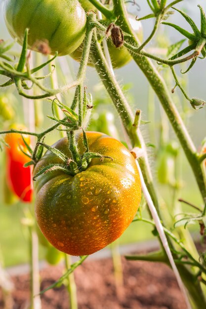 Fresh tomato on a branch of a bush in a greenhouse