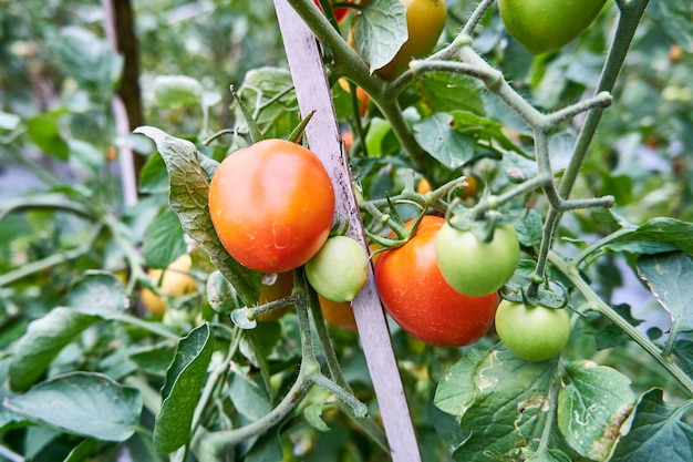 Fresh tomatoes are grown on the plantation Tomatoes are ready to be harvested on the plantation