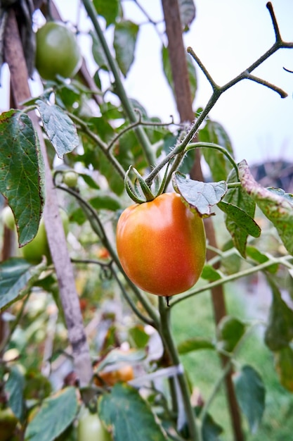 Fresh tomatoes are grown on the plantation Tomatoes are ready to be harvested on the plantation