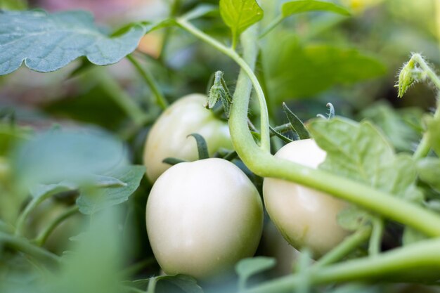 Photo fresh tomatoes from the tree vegetable garden