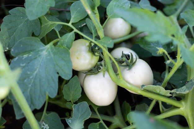 Photo fresh tomatoes from the tree vegetable garden