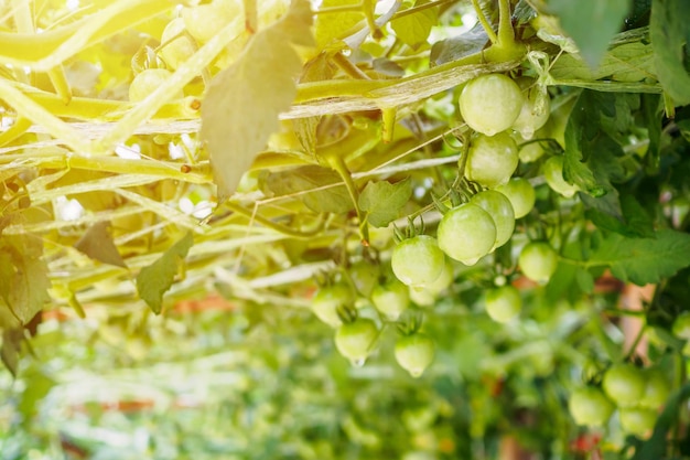 Fresh tomatoes plant growth in organic greenhouse garden