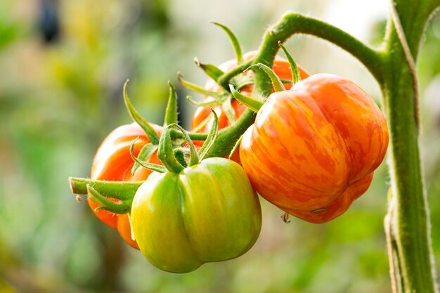 新鮮なトマトは庭に植物。