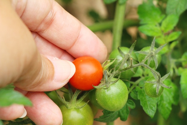 Foto pomodori freschi sull'albero in giardino