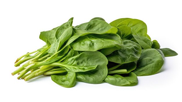 Fresh top spinach green