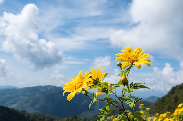 Calendula fresca dell'albero (girasole messicano).