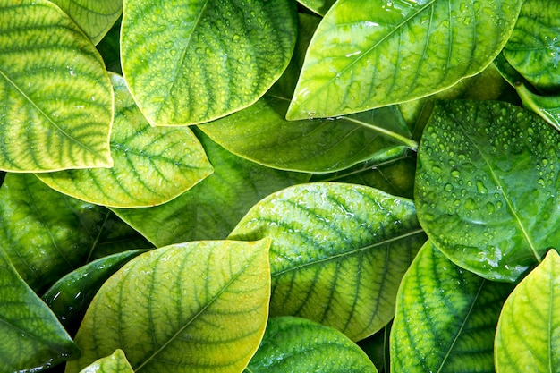 빗방울 배경으로 신선한 열대 녹색 잎