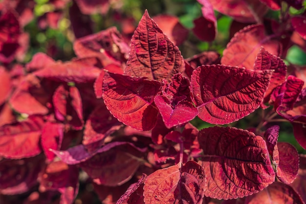 Fresh tropical red leaves background in the evening sun