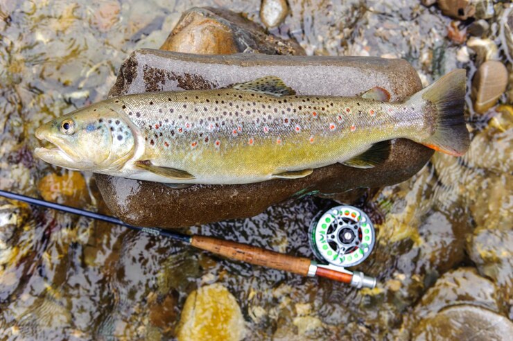 Photo fresh trout fish caught by flyfishing