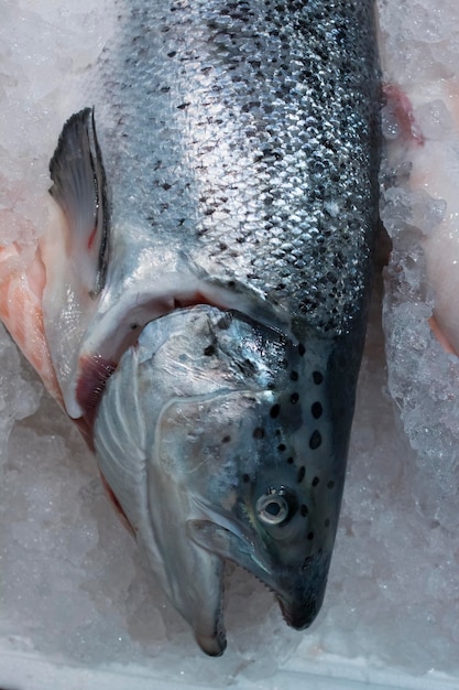 Fresh trout on ice in a supermarket. Fresh fish in a fish shop. Salmon