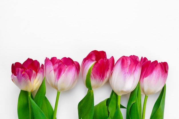 Fresh tulip flowers isolated on white background