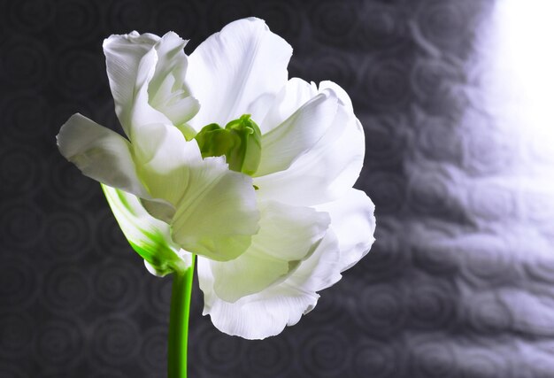 Photo fresh tulip on gray background