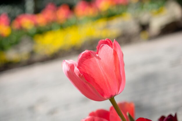 Fresh tulip of pink color in nature in spring time