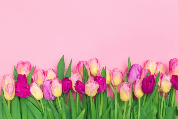 Fresh tulips are arranged in rows on a pink.