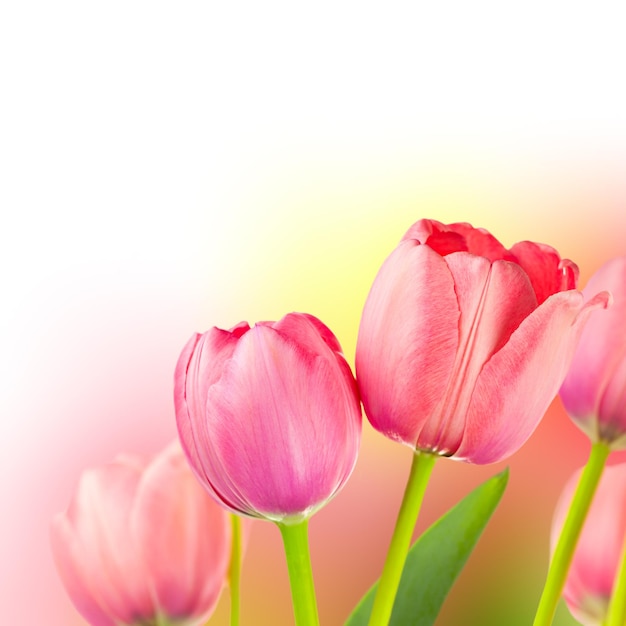 Свежие тюльпаны на нежных цветах Праздничный фон Мягкий фокус с пустым пространством для текста