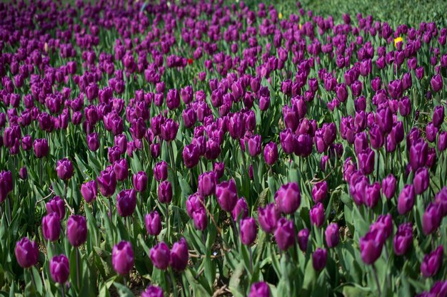 Fresh tulips in nature